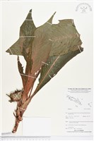 登錄號:BS04099藏品圖，第1張