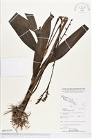 登錄號:BS04100藏品圖，第1張