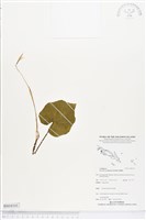 登錄號:BS04101藏品圖，第1張