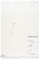 登錄號:BS04103藏品圖，第1張