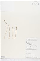 登錄號:BS04104藏品圖，第1張