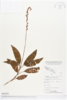 登錄號:BS04105藏品圖，第1張