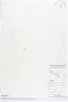 登錄號:BS04106藏品圖，第1張