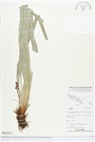 登錄號:BS04107藏品圖，第1張