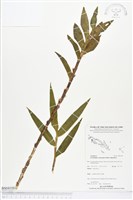 登錄號:BS04108藏品圖，第1張