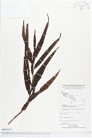 登錄號:BS04109藏品圖，第1張