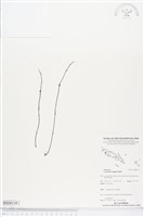 登錄號:BS04110藏品圖，第1張