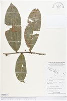 登錄號:BS04111藏品圖，第1張