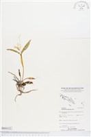 登錄號:BS04112藏品圖，第1張