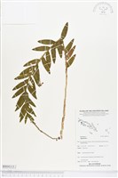 登錄號:BS04113藏品圖，第1張