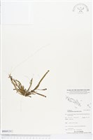 登錄號:BS04114藏品圖，第1張