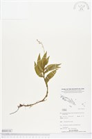 登錄號:BS04116藏品圖，第1張