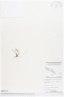 登錄號:BS04118藏品圖，第1張