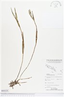 登錄號:BS04119藏品圖，第1張