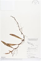 登錄號:BS04120藏品圖，第1張