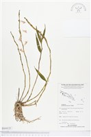 登錄號:BS04121藏品圖，第1張