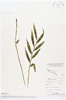 登錄號:BS04122藏品圖，第1張