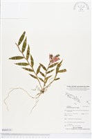 登錄號:BS04123藏品圖，第1張