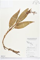 登錄號:BS04124藏品圖，第1張