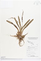 登錄號:BS04125藏品圖，第1張