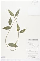 登錄號:BS04126藏品圖，第1張