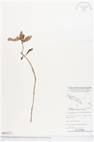 登錄號:BS04127藏品圖，第1張