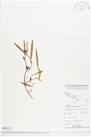 登錄號:BS04131藏品圖，第1張