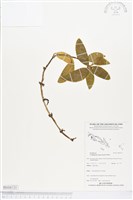 登錄號:BS04133藏品圖，第1張