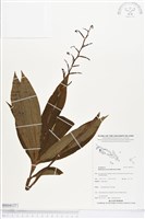 登錄號:BS04137藏品圖，第1張