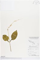 登錄號:BS04139藏品圖，第1張