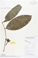 登錄號:BS04140藏品圖，第1張