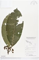 登錄號:BS04141藏品圖，第1張