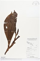 登錄號:BS04144藏品圖，第1張