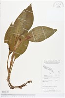 登錄號:BS04145藏品圖，第1張