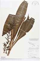 登錄號:BS04146藏品圖，第1張