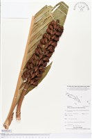 登錄號:BS04147藏品圖，第1張