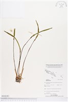 登錄號:BS04148藏品圖，第1張