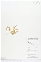 登錄號:BS04149藏品圖，第1張