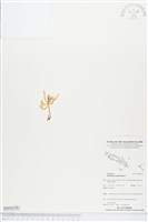 登錄號:BS04150藏品圖，第1張