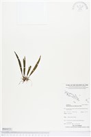 登錄號:BS04151藏品圖，第1張