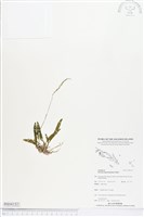 登錄號:BS04152藏品圖，第1張