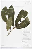 登錄號:BS04154藏品圖，第1張