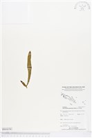 登錄號:BS04156藏品圖，第1張