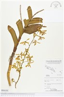 登錄號:BS04158藏品圖，第1張