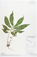 登錄號:BS04162藏品圖，第1張