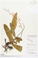 登錄號:BS04163藏品圖，第1張