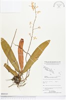 登錄號:BS04165藏品圖，第1張