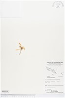 登錄號:BS04166藏品圖，第1張