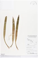 登錄號:BS04167藏品圖，第1張