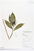 登錄號:BS04169藏品圖，第1張